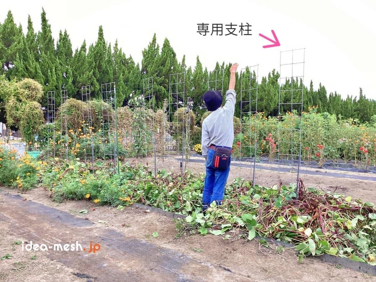 専用支柱で育ったさつまいもの芋づるが無くなった前に男性が立っている