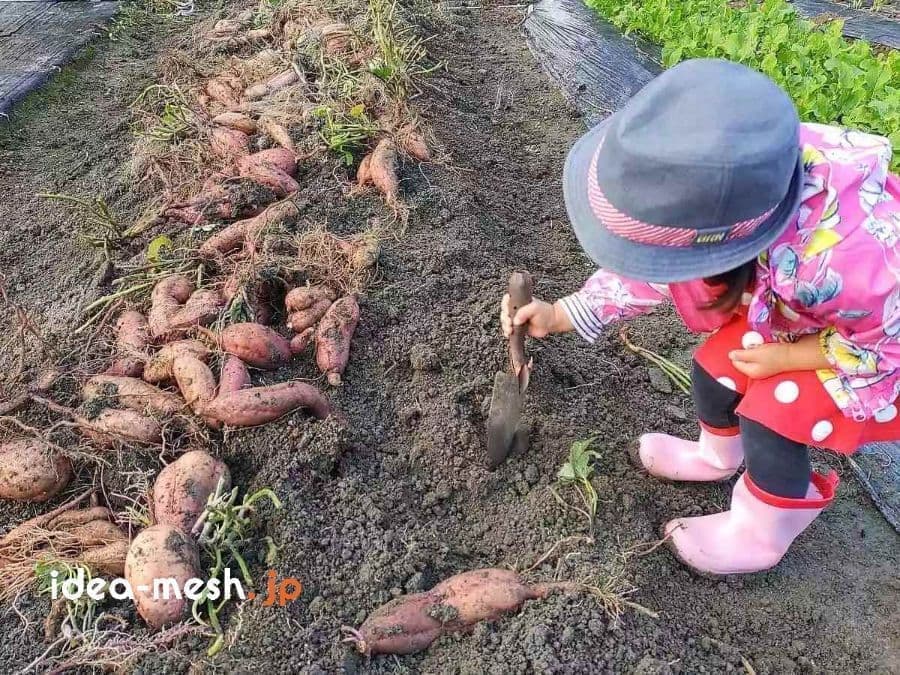 子供がさつまいもを収穫中