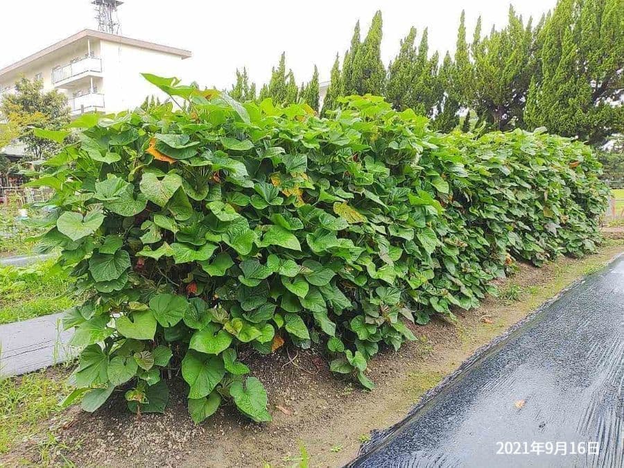 芋づる除去前（横型支柱）