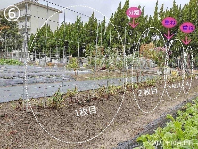 芋づるが横型支柱を使って育った状態から芋づるが除去された状態