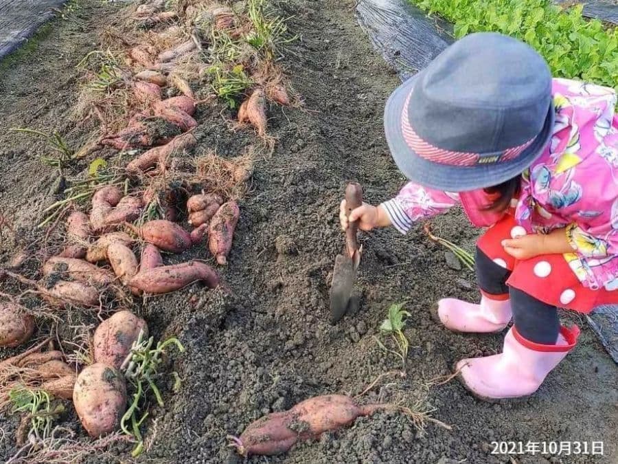 子供がさつまいもを収穫中