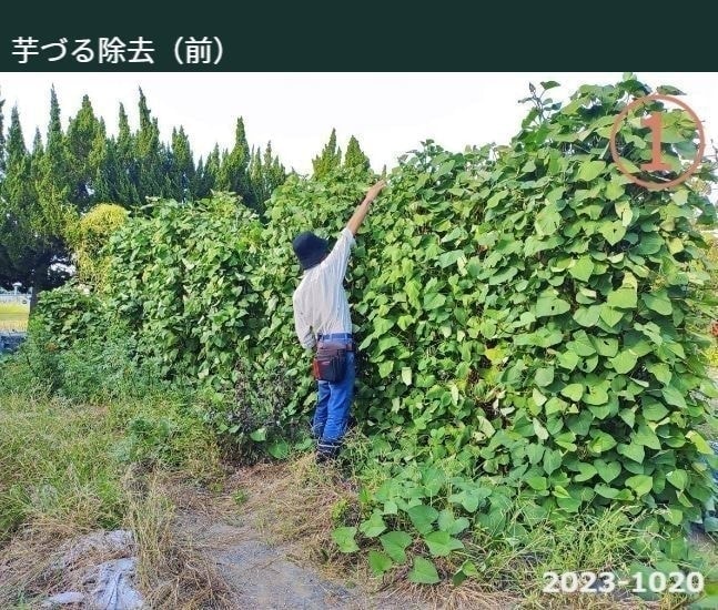 専用支柱で育ったさつまいもの芋ずる前に男性が一人立っている