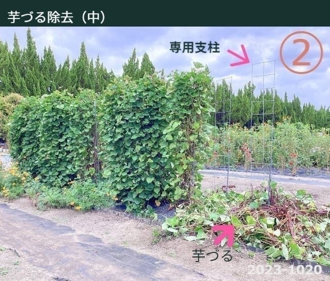 専用支柱で育ったさつまいもの芋づるを一部除去した状態