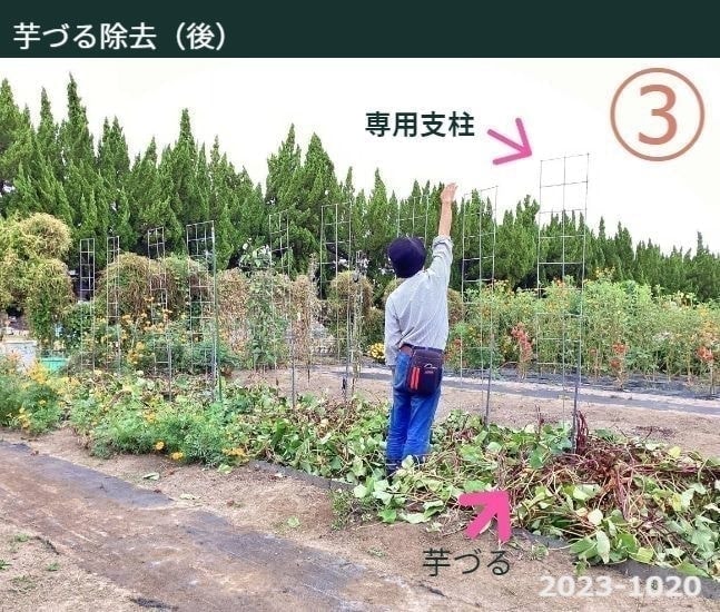 専用支柱で育ったさつまいもの芋ずるが除去された前に男性が一人立っている