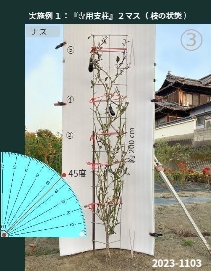 専用支柱で育ったナスが沢山収穫できる状態（全体）からナスの葉をすべて無くした状態