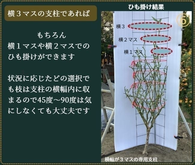 ヒモ掛けが済んだピーマンの葉を除去した状態（正面から）