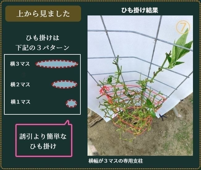 ヒモ掛けが済んだピーマンの葉を除去した状態（正面から）