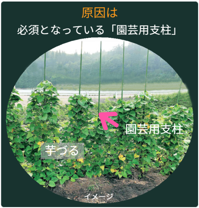 園芸用支柱を使用したさつまいもの垂直栽培