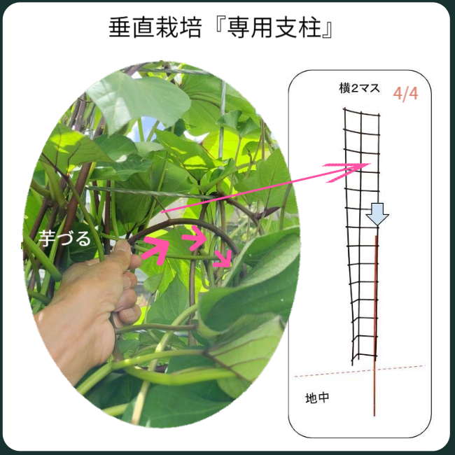 垂直栽培専用支柱に芋づるを処理している状態