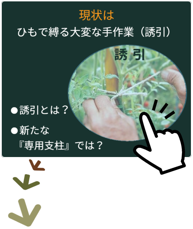 園芸用支柱に誘引している状態