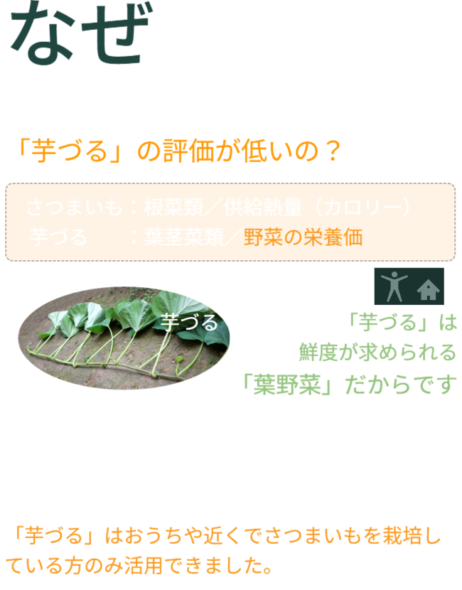 なぜ、過去の食料危機で「芋づる」の評価が低いの？「芋づる」は鮮度が求められる「葉野菜」だからです。「芋づる」を地産地消で栽培しても、収穫、出荷配送で大変なコストが必要で鮮度も落ちます。「芋づる」はおうちや近くでさつまいもを栽培している方のみ活用できました。