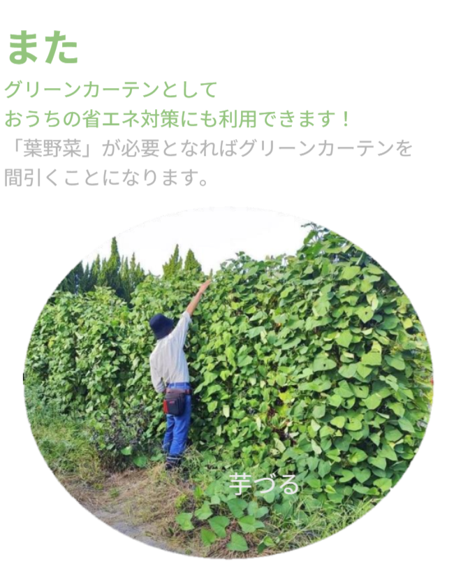 また、グリーンカーテンとして「おうちの省エネ対策」にも利用できます！「葉野菜」が必要となればグリーンカーテンを間引くことになります。※写真にはさつまいも垂直栽培「専用支柱」を使った芋づるの垂直栽培と男性を正面から見た状態が写っています。