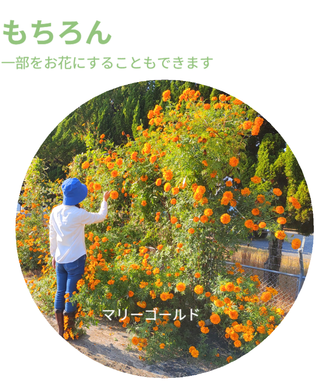 もちろん、一部をお花にすることもできます。※写真にはさつまいも垂直栽培「専用支柱」を使ったマリーゴールドの垂直栽培と女性を正面から見た状態が写っています。