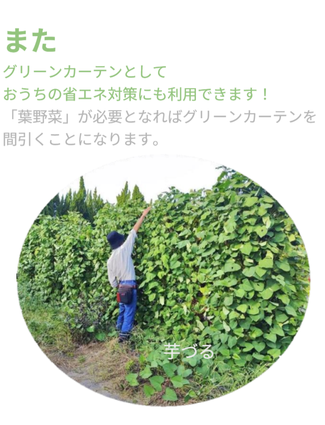 また、グリーンカーテンとして「おうちの省エネ対策」にも利用できます！「葉野菜」が必要となればグリーンカーテンを間引くことになります。※写真にはさつまいも垂直栽培「専用支柱」を使った芋づるの垂直栽培と男性を正面から見た状態が写っています。