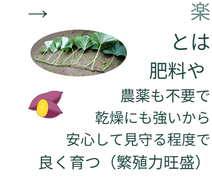 楽とは、肥料や農薬も不要で乾燥にも強いから安心して見守る程度で良く育つ（繁殖力旺盛）