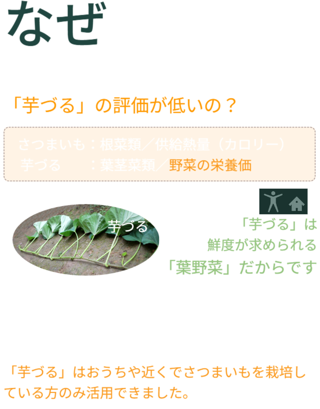 なぜ、過去の食料危機で「芋づる」の評価が低いの？「芋づる」は鮮度が求められる「葉野菜」だからです。「芋づる」を地産地消で栽培しても、収穫、出荷配送で大変なコストが必要で鮮度も落ちます。「芋づる」はおうちや近くでさつまいもを栽培している方のみ活用できました。
