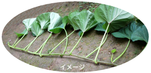 ※写真にはさつまいも垂直栽培「専用支柱」を使った芋づるの垂直栽培と男性を正面から見た状態が写っています。男性が小さく見えるさつまいもを使ったグリーンカーテン（芋づる）の迫力を感じていただけます。