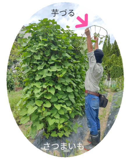 垂直栽培「専用支柱」／新聞紙一枚の広さが必要です。※写真では「芋づる」が垂直栽培されている横で男性が両手を上に伸ばして芋づるを差し出している。双方を比較すると垂直に育っている芋づるのボリュームに驚く方が多いのでは？