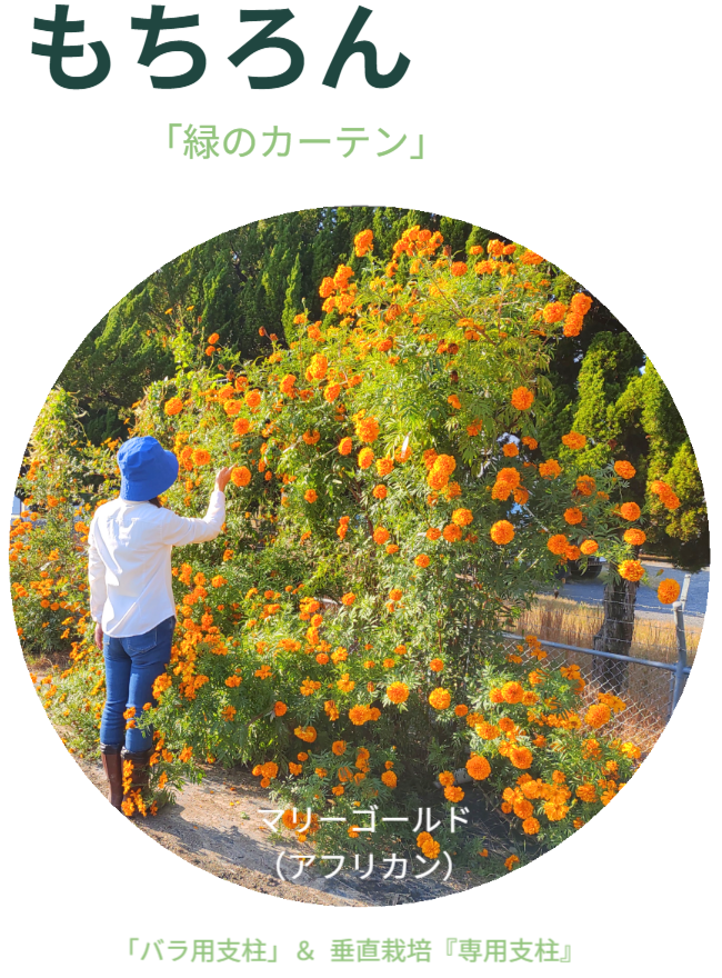 もちろん、一部をお花にすることもできます。※写真にはさつまいも垂直栽培「専用支柱」を使ったマリーゴールドの垂直栽培と女性を正面から見た状態が写っています。