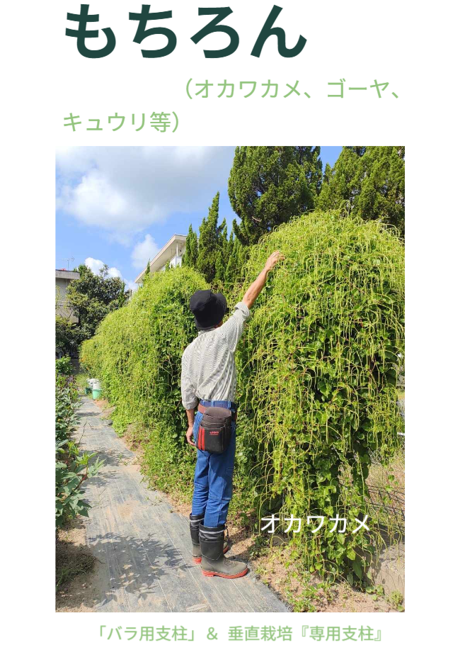 もちろん、一部をお花にすることもできます。※写真にはさつまいも垂直栽培「専用支柱」を使ったマリーゴールドの垂直栽培と女性を正面から見た状態が写っています。