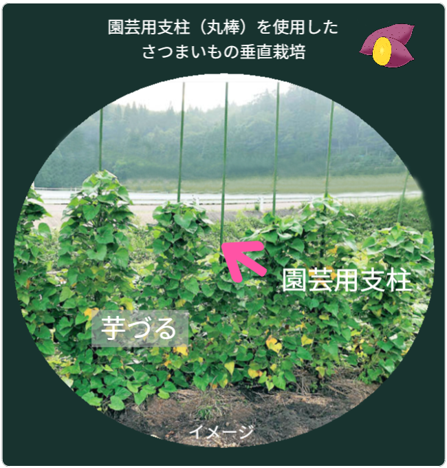園芸用支柱を使用したさつまいもの垂直栽培