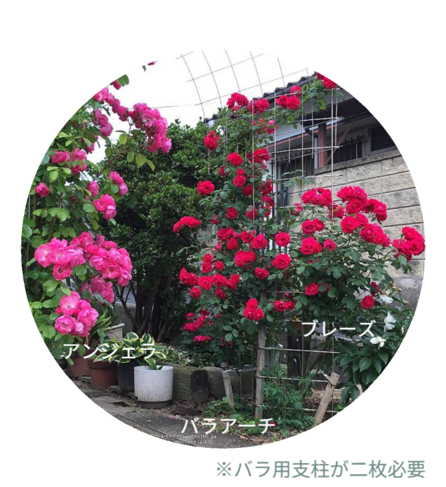 ※写真にはバラ支柱使っバラアーチにバラが咲いている状態が写っています。