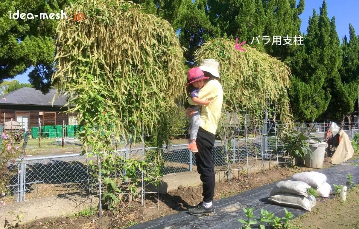 バラ用支柱を使ったオカワカメの前に親子が立っている状態