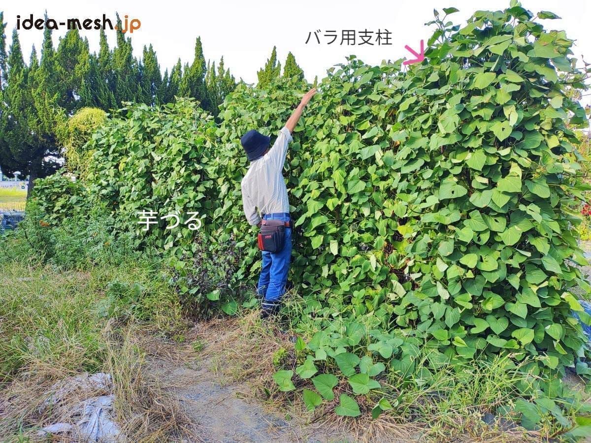 専用支柱を使ったさつまいもの垂直栽培の前に男性が立っている状態