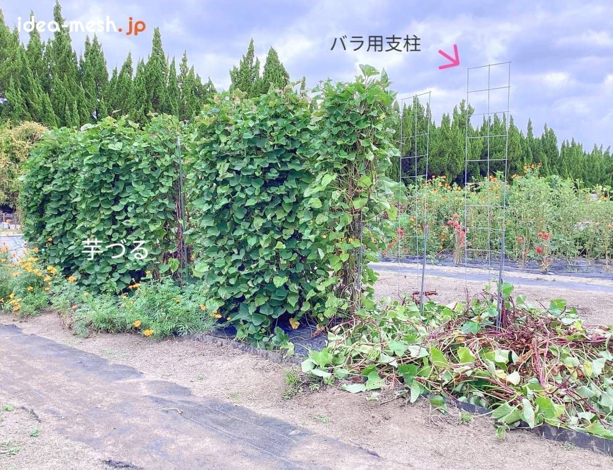 専用支柱を使ったさつまいもの垂直栽培の一部（芋ずる）が除去された状態