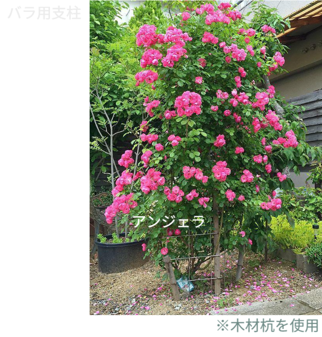 バラアーチの設置事例。しかし、これは単なる園芸の紹介ではありません。地上200cmの「バラ用支柱」で、犯罪の少ない安心な暮らしを構築する「シンプルでもオンリーワン」の提言です。かつて世界に誇る治安を支えていた日本の先人の知恵「壁に耳あり障子に目あり」を現代に蘇らせ、心理的抑止力で社会を守る「アイデアメッシュ」の新たな挑戦を、ここから世界へ発信します。 / Installation example of a Rose Arch (A-01). However, this is not just about gardening. It is a proposal from Japan to build a safe society using the 200cm "Rose Trellis." We introduce Idea Mesh's challenge to revive the traditional Japanese wisdom of "Walls have ears" (sense of being watched) through modern design, creating psychological deterrence to prevent crime.
