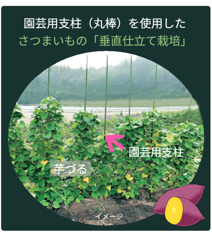 園芸用支柱を使用したさつまいもの垂直栽培
