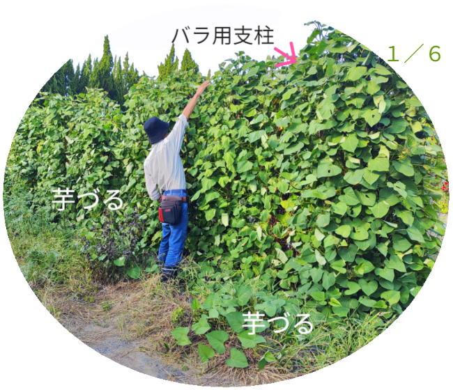 さつまいもの垂直栽培（2/2）。ツルを除去し、骨格となる「専用支柱」を露出させたレントゲン写真のような構図。植物の中に隠された、堅牢なメッシュ構造を可視化。 / Vertical Sweet Potato Cultivation (2/2). Image revealing the bare "Specialized Trellis" skeleton after vine removal, exposing the hidden sturdy mesh structure like an X-ray.
