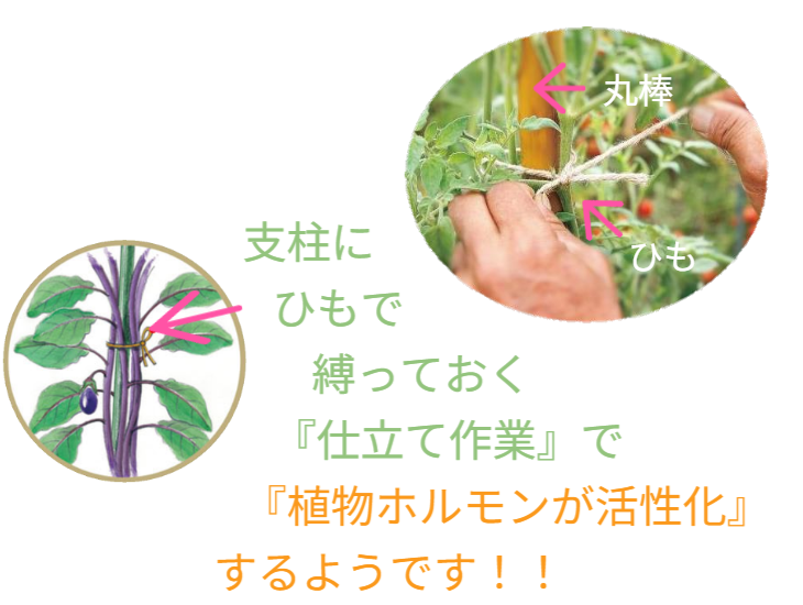「バラ用支柱」のコンセプト画像。「目線の高さで楽しめる垂直栽培の魅力」。高さ200cmの支柱が、花や緑を人の視界レベル（アイレベル）まで持ち上げ、美しい景観を作ると同時に、外部からの視線を自然に遮る「見せないガード」としての機能を示唆。 / Concept text: "Charm of Vertical Cultivation enjoyed at Eye Level." Indicates that the 200cm trellis lifts plants to human height, creating a beautiful floral landscape that also serves as a natural privacy shield against outside eyes.