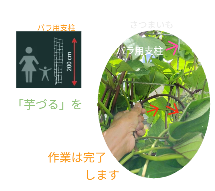 「バラ用支柱」のコンセプト画像。「目線の高さで楽しめる垂直栽培の魅力」。高さ200cmの支柱が、花や緑を人の視界レベル（アイレベル）まで持ち上げ、美しい景観を作ると同時に、外部からの視線を自然に遮る「見せないガード」としての機能を示唆。 / Concept text: "Charm of Vertical Cultivation enjoyed at Eye Level." Indicates that the 200cm trellis lifts plants to human height, creating a beautiful floral landscape that also serves as a natural privacy shield against outside eyes.