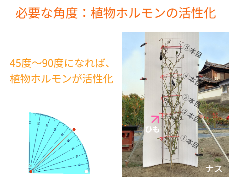 「バラ用支柱」のコンセプト画像。「目線の高さで楽しめる垂直栽培の魅力」。高さ200cmの支柱が、花や緑を人の視界レベル（アイレベル）まで持ち上げ、美しい景観を作ると同時に、外部からの視線を自然に遮る「見せないガード」としての機能を示唆。 / Concept text: "Charm of Vertical Cultivation enjoyed at Eye Level." Indicates that the 200cm trellis lifts plants to human height, creating a beautiful floral landscape that also serves as a natural privacy shield against outside eyes.