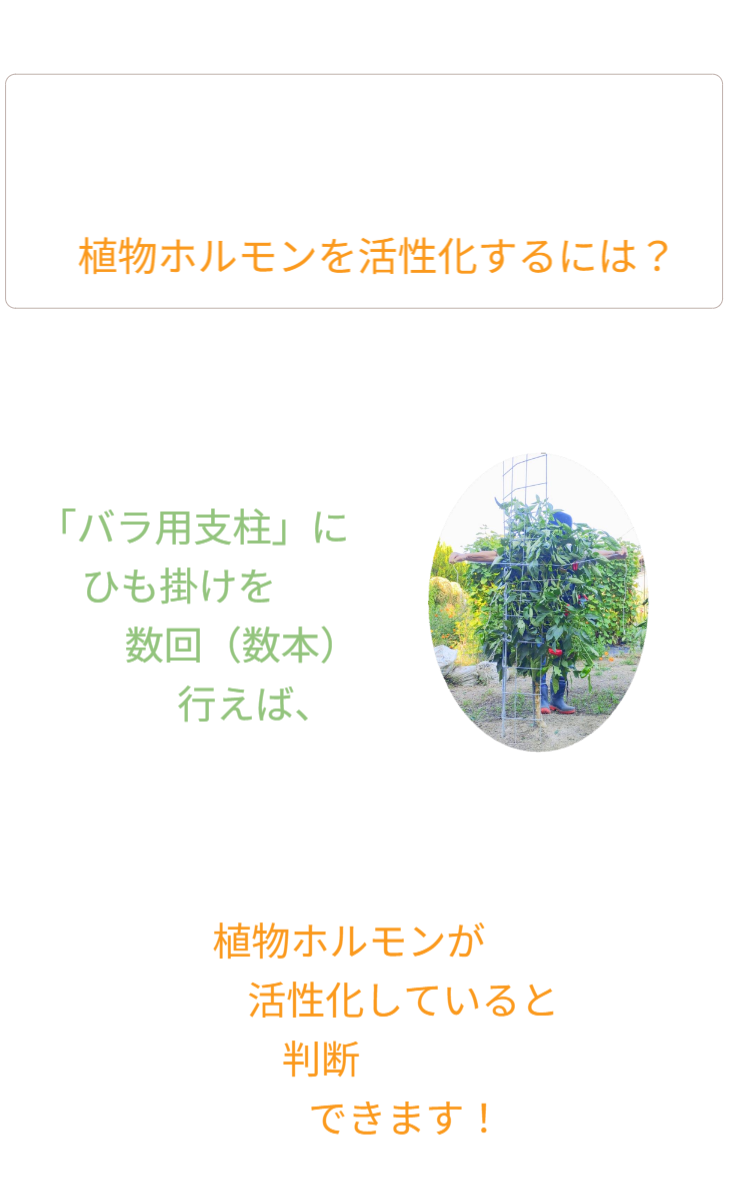 「バラ用支柱」の独自性を解説するセクション見出し。「オンリーワンとは」。他社製品とは一線を画す特許技術や、機能美と防犯性を両立させた独自の構造について、その理由を紐解く導入部。 / Section Heading: "What makes it 'Only One'?". Introduction explaining the unique patented technology and structure that differentiates the Rose Trellis from ordinary gardening products.
