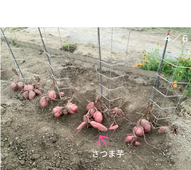 人の背丈を超える高さまで成長したマリーゴールドの垂直栽培実例。一般的な園芸支柱では支えきれないボリュームを、高さ200cmのバラ用支柱が堅牢に保持。「目線の高さで楽しめる」という魅力に加え、敷地境界における自然な目隠し効果も発揮。 / Vertical cultivation of Marigolds growing taller than a person. The 200cm Rose Trellis firmly supports the heavy volume that ordinary poles cannot. Creates a beautiful "flower wall" that functions as a natural privacy screen.