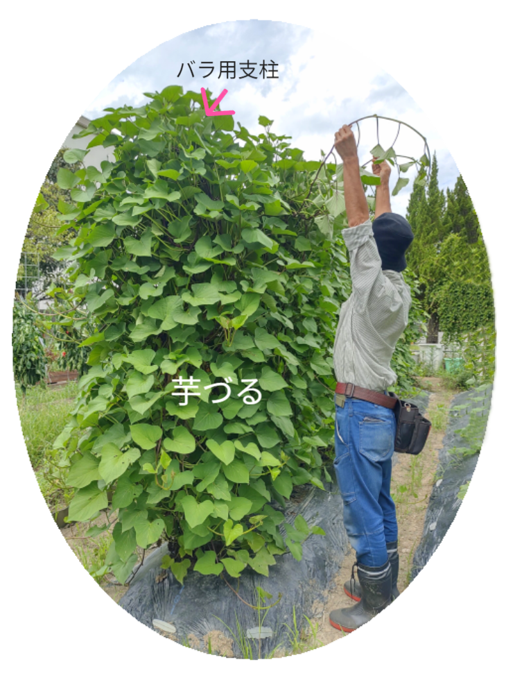 「バラ用支柱」のコンセプト画像。「目線の高さで楽しめる垂直栽培の魅力」。高さ200cmの支柱が、花や緑を人の視界レベル（アイレベル）まで持ち上げ、美しい景観を作ると同時に、外部からの視線を自然に遮る「見せないガード」としての機能を示唆。 / Concept text: "Charm of Vertical Cultivation enjoyed at Eye Level." Indicates that the 200cm trellis lifts plants to human height, creating a beautiful floral landscape that also serves as a natural privacy shield against outside eyes.