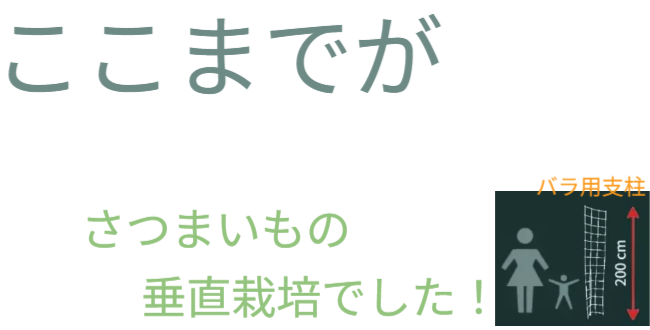 「バラ用支柱」の省スペース性を象徴するキャッチコピー。「新聞紙1枚程（見開き）の広さがあれば、さつまいもの垂直栽培が可能です」というメッセージ。狭小地でも設置可能なため、都市型ガーデニングや防犯対策の導入障壁を下げる。 / Catchphrase highlighting space efficiency: "Vertical Sweet Potato Cultivation is possible with just the space of a spread newspaper."