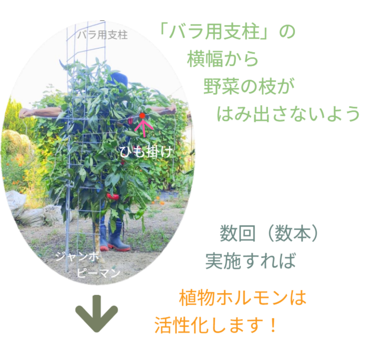 「バラ用支柱」の独自性を解説するセクション見出し。「オンリーワンとは」。他社製品とは一線を画す特許技術や、機能美と防犯性を両立させた独自の構造について、その理由を紐解く導入部。 / Section Heading: "What makes it 'Only One'?". Introduction explaining the unique patented technology and structure that differentiates the Rose Trellis from ordinary gardening products.