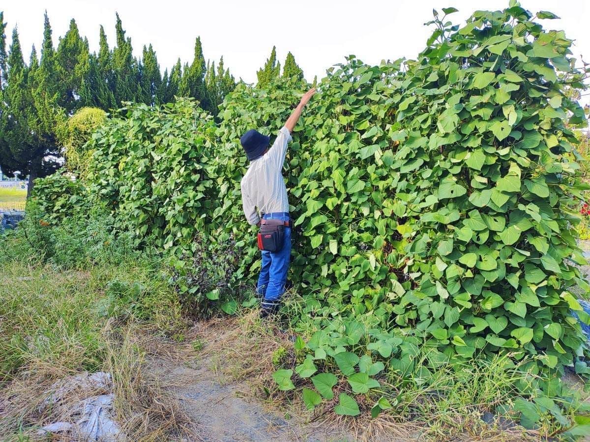 専用支柱を使って真上に伸ばした、芋づるの垂直栽培。食料危機対策に最適な、見事なグリーンカーテンになります