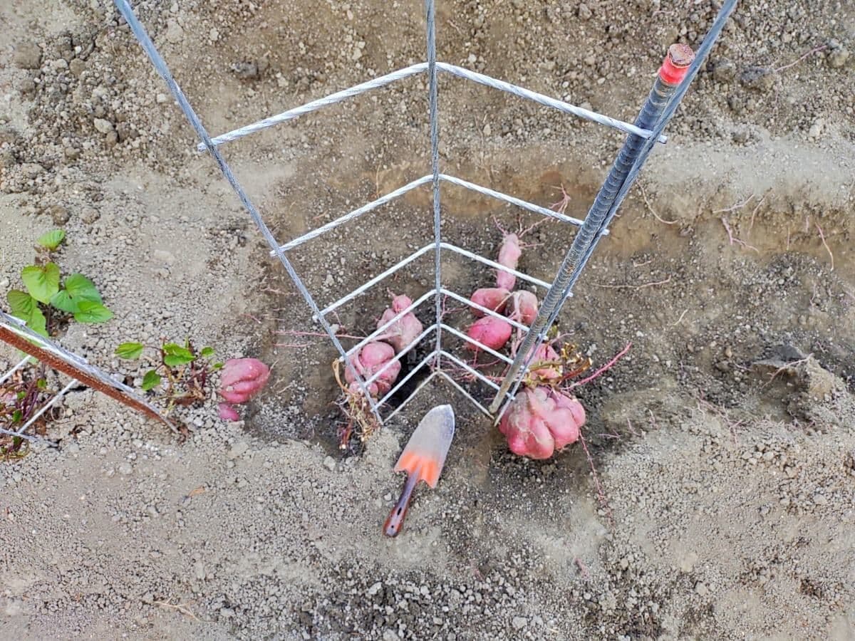 専用支柱で省スペースに栽培された、家庭菜園のさつま芋 