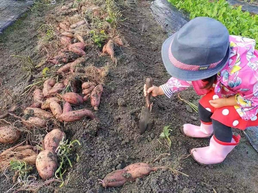 子供でも簡単に楽しく収穫できる、さつま芋の垂直栽培 