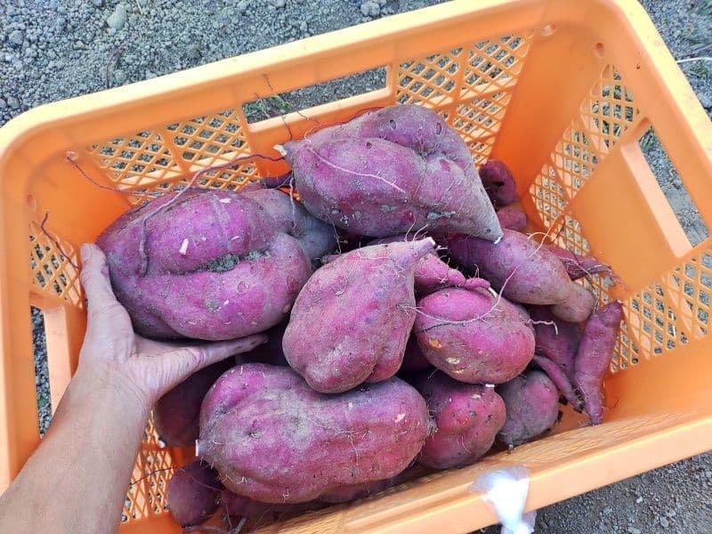 垂直栽培で大量に収穫された、カゴいっぱいのさつま芋
