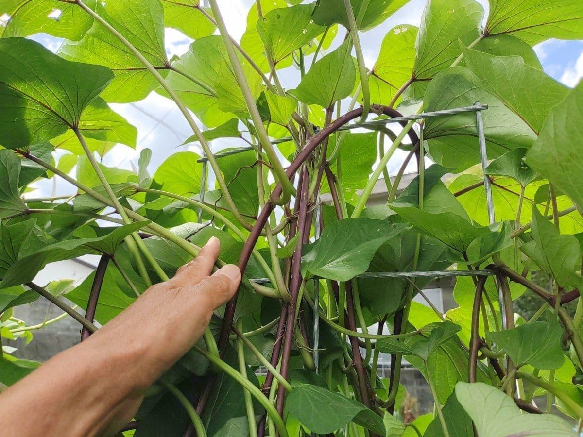 植物ホルモンの活性化により、太く力強く育った芋づる