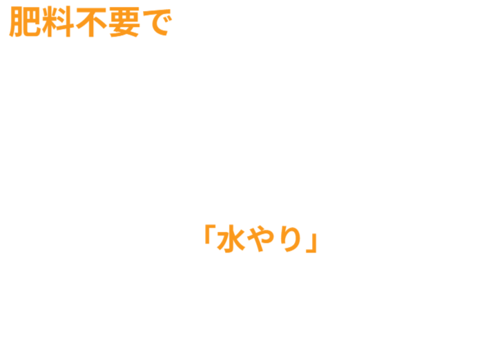 さつまいもの垂直栽培（2/2）。ツルを除去し、骨格となる「専用支柱」を露出させたレントゲン写真のような構図。植物の中に隠された、堅牢なメッシュ構造を可視化。 / Vertical Sweet Potato Cultivation (2/2). Image revealing the bare "Specialized Trellis" skeleton after vine removal, exposing the hidden sturdy mesh structure like an X-ray.