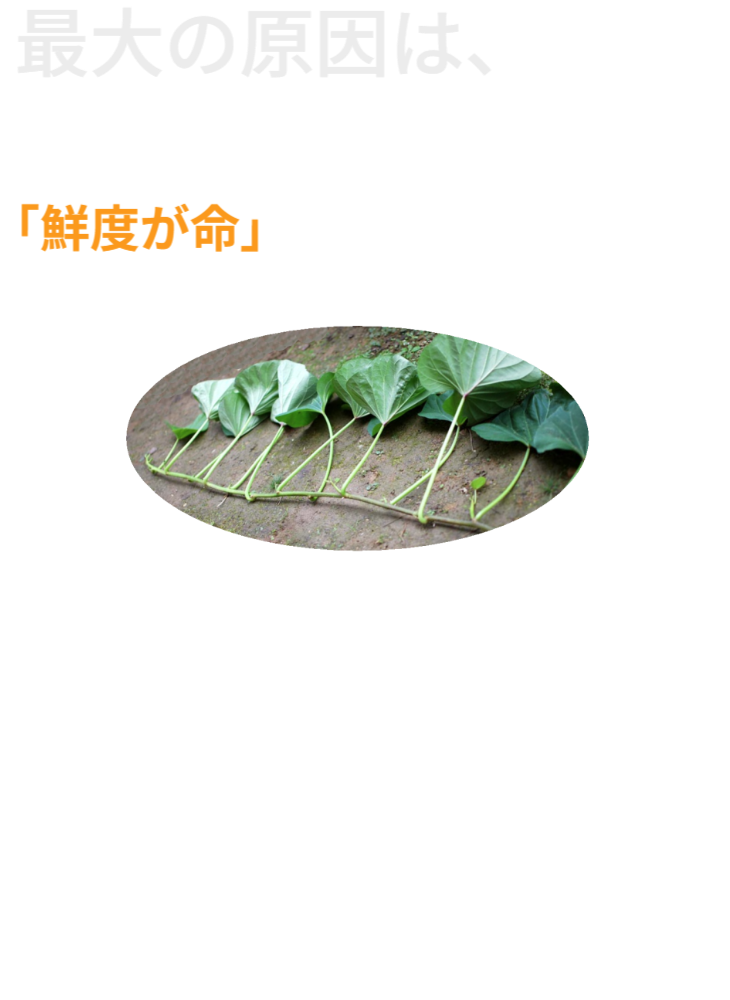 理由としては、「芋づる」は鮮度が求められる「葉野菜」だからです。また「芋づる」を地産地消で栽培しても、収穫、出荷配送で大変なコストが必要で鮮度も落ちます。「芋づる」はおうちや近くでさつまいもを栽培している方のみ活用できました。