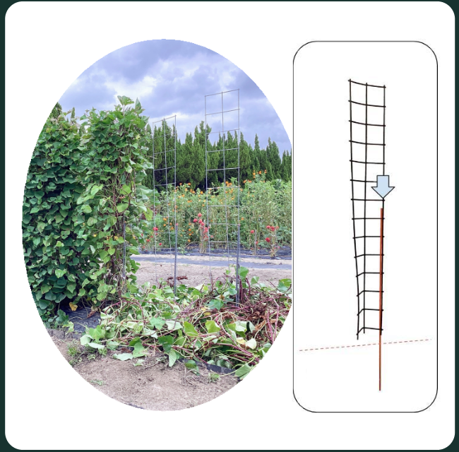 専用支柱二つには芋づるがまだ栽培されているが、残りの二つは芋づるが支柱の下に取り除かれた状態です。芋づるが除去される前後の状態と取り除かれた芋づるのボリュームが良く理解できます。専用支柱一つに芋苗は２本（株間約30cm）／専用支柱の横幅が約30cmです。