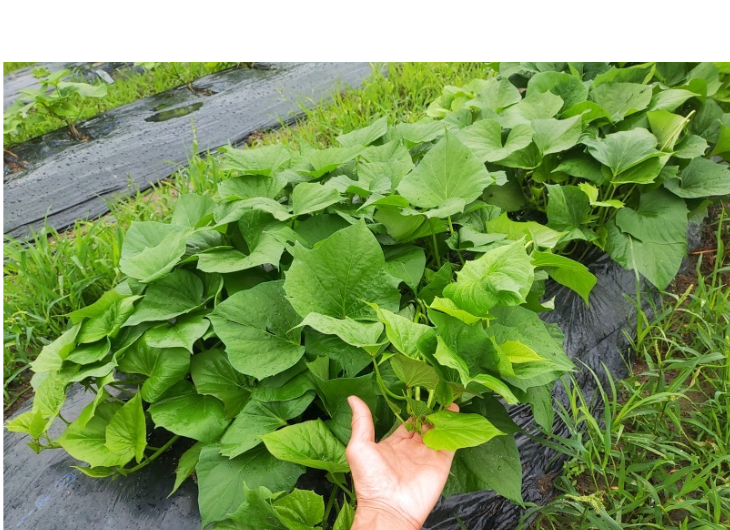 「バラ用支柱」のコンセプト画像。「目線の高さで楽しめる垂直栽培の魅力」。高さ200cmの支柱が、花や緑を人の視界レベル（アイレベル）まで持ち上げ、美しい景観を作ると同時に、外部からの視線を自然に遮る「見せないガード」としての機能を示唆。 / Concept text: "Charm of Vertical Cultivation enjoyed at Eye Level." Indicates that the 200cm trellis lifts plants to human height, creating a beautiful floral landscape that also serves as a natural privacy shield against outside eyes.