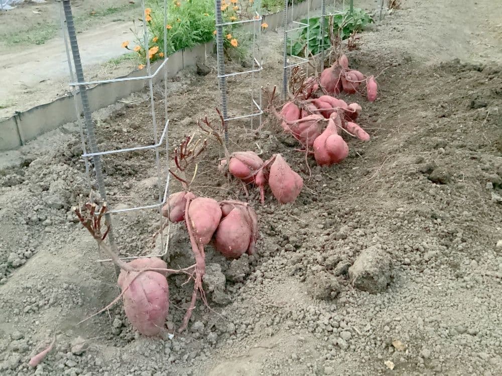 専用支柱による垂直栽培の収穫風景。植物ホルモンの活性化により、支柱の足元で大きく連なって育ったさつま芋